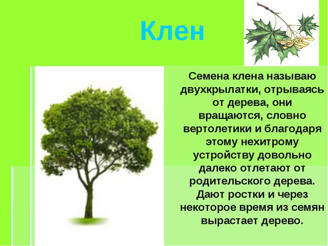 Деревья весной. Презентация для детей