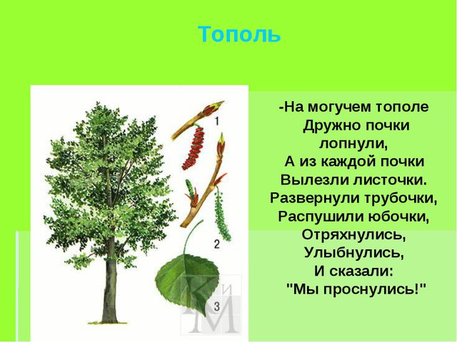 Деревья весной. Презентация для детей