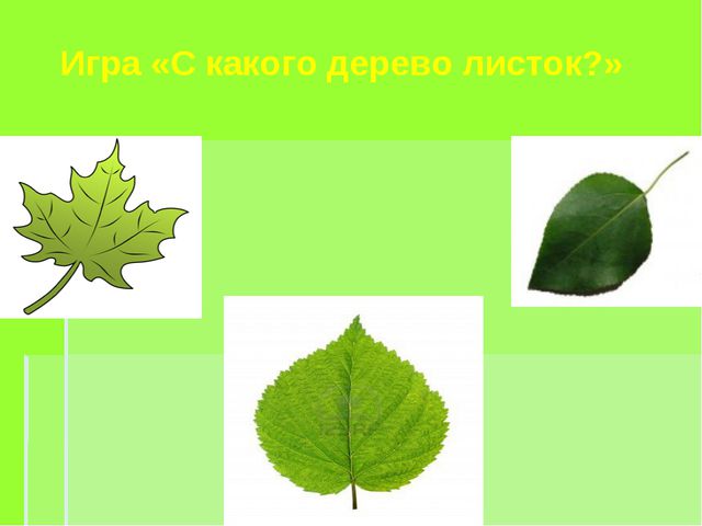 Деревья весной. Презентация для детей