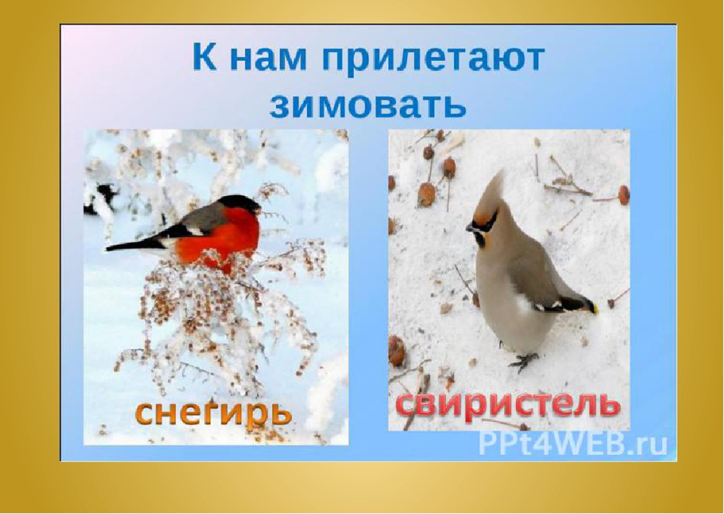 Явление живой природы птиц. Сезонные изменения зима. Сезонные явления в природе зимой. Зимние изменения в природе 2 класс окружающий. Картинки зимние изменения в природе.