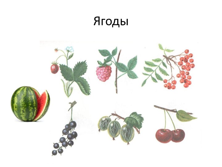 Ягоды Картинки Для Детей Дошкольного Возраста