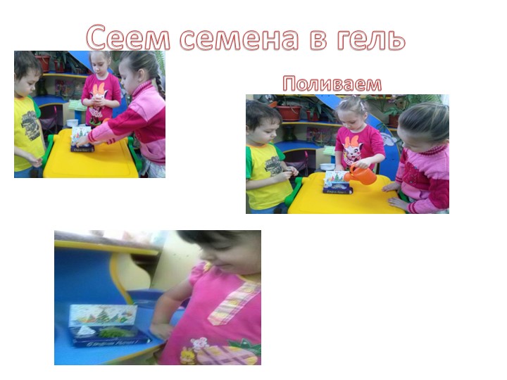 Экологический проект зеленый лук.