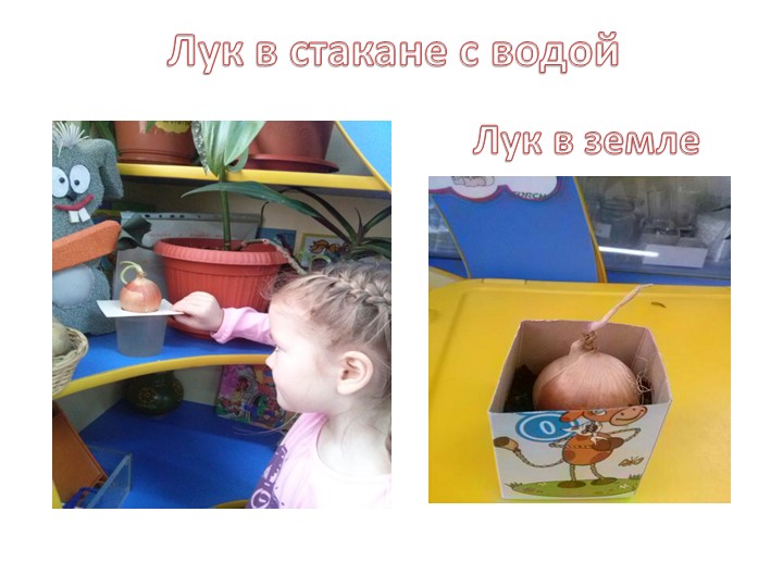 Экологический проект зеленый лук.
