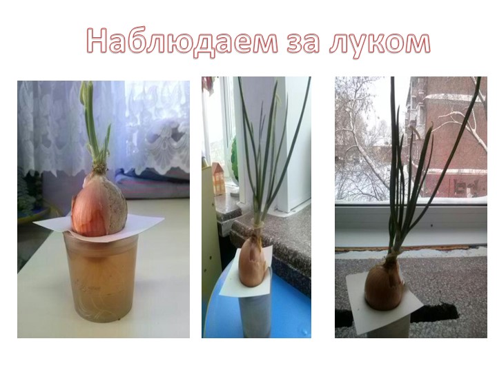 Экологический проект зеленый лук.