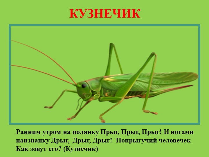 Презентация для родителей "Насекомые лепим дома"
