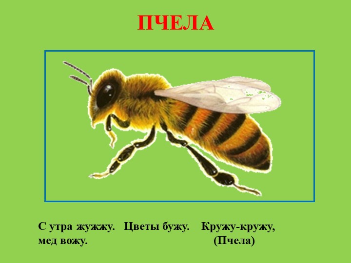 Презентация для родителей "Насекомые лепим дома"