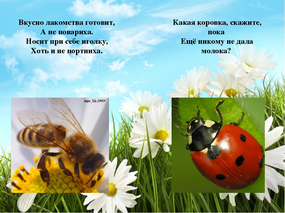 Презентация познавательно-исследовательского проекта "Загадочный мир насекомых"