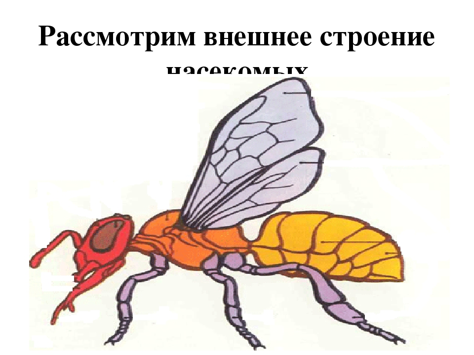 Презентация познавательно-исследовательского проекта "Загадочный мир насекомых"