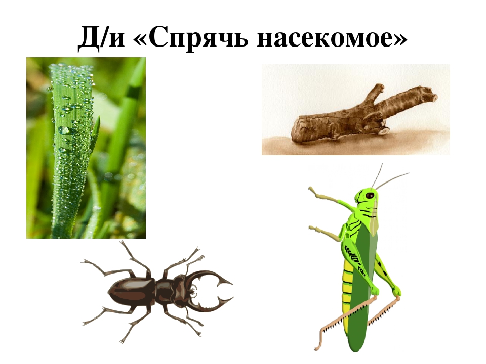 Презентация познавательно-исследовательского проекта "Загадочный мир насекомых"