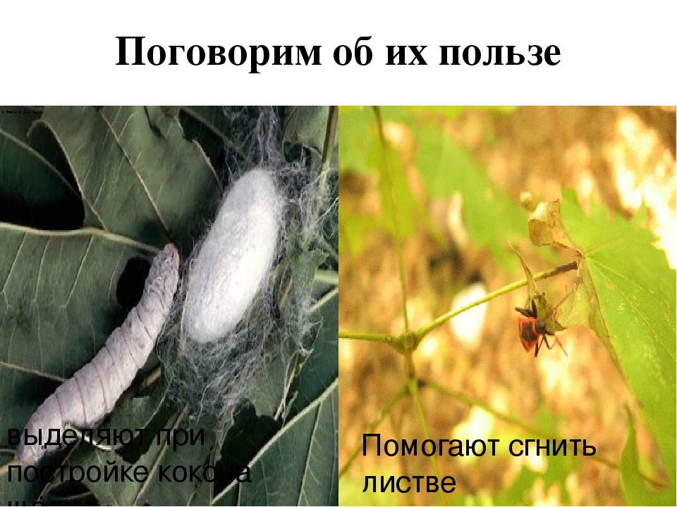 Презентация познавательно-исследовательского проекта "Загадочный мир насекомых"