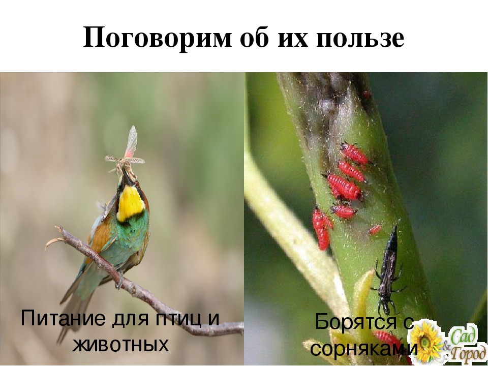 Презентация познавательно-исследовательского проекта "Загадочный мир насекомых"