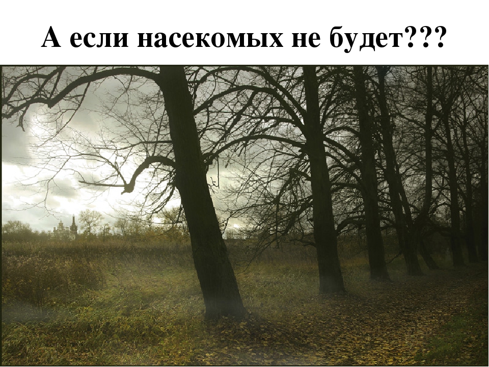 Презентация познавательно-исследовательского проекта "Загадочный мир насекомых"