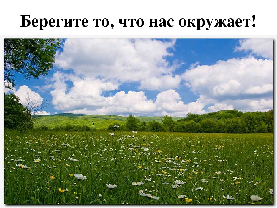 Презентация познавательно-исследовательского проекта "Загадочный мир насекомых"