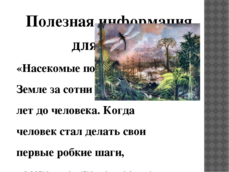 Презентация познавательно-исследовательского проекта "Загадочный мир насекомых"