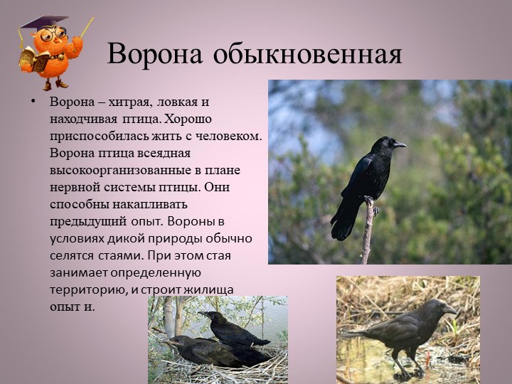 Птицы нашей малой Родины