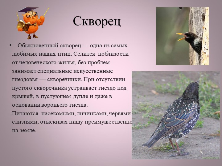 Птицы нашей малой Родины
