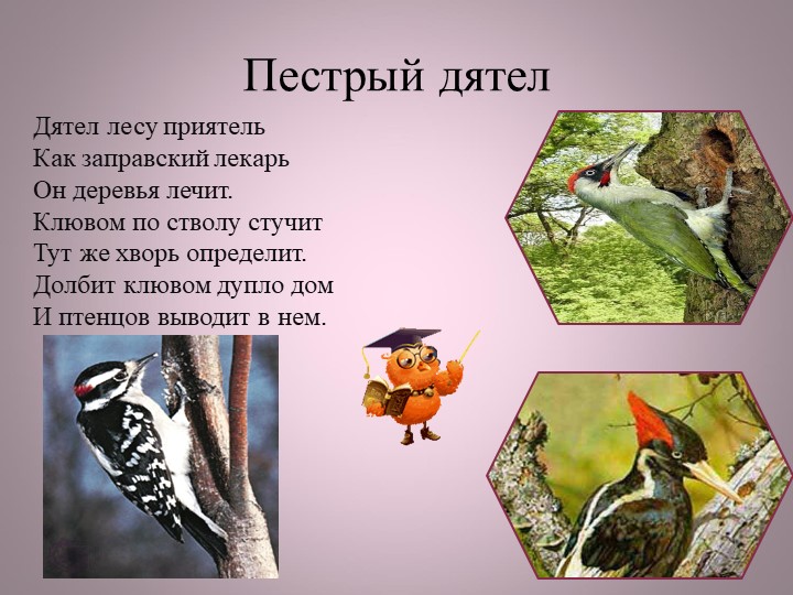 Птицы нашей малой Родины
