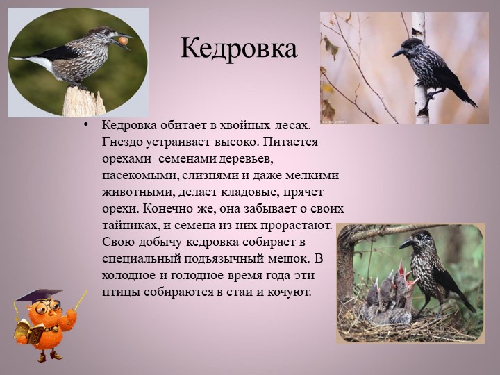 Птицы нашей малой Родины