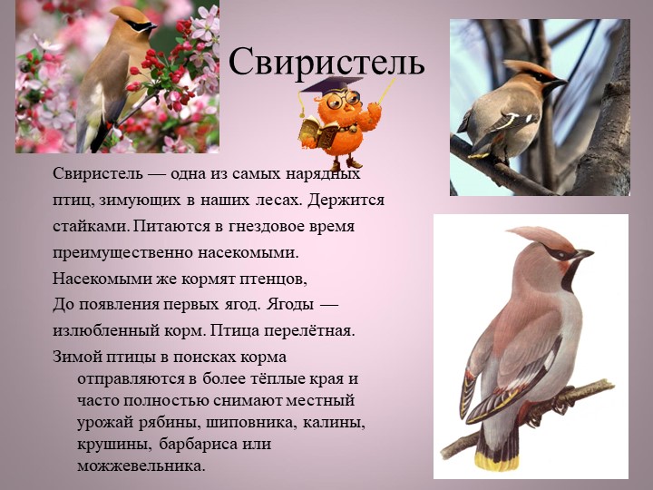 Птицы нашей малой Родины