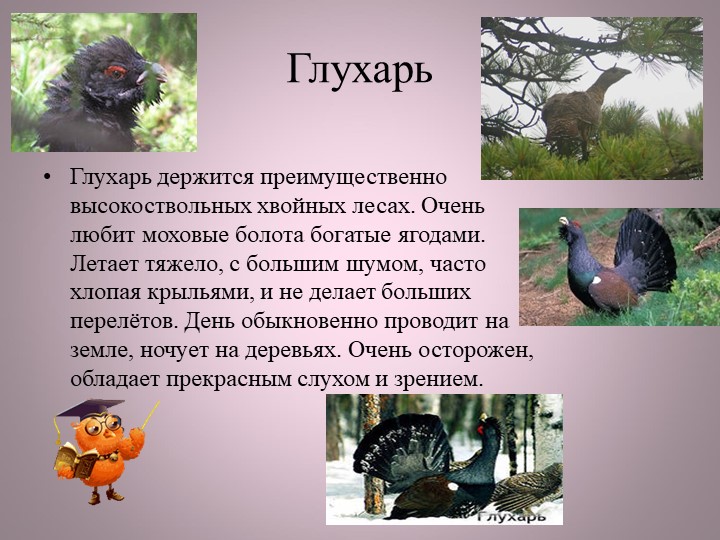 Птицы нашей малой Родины