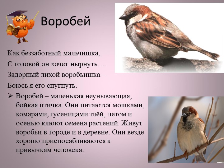 Птицы нашей малой Родины