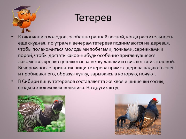 Птицы нашей малой Родины