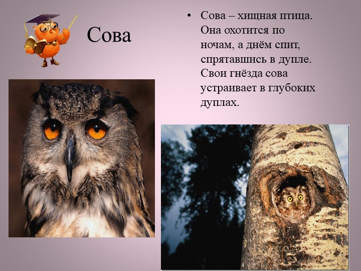 Птицы нашей малой Родины