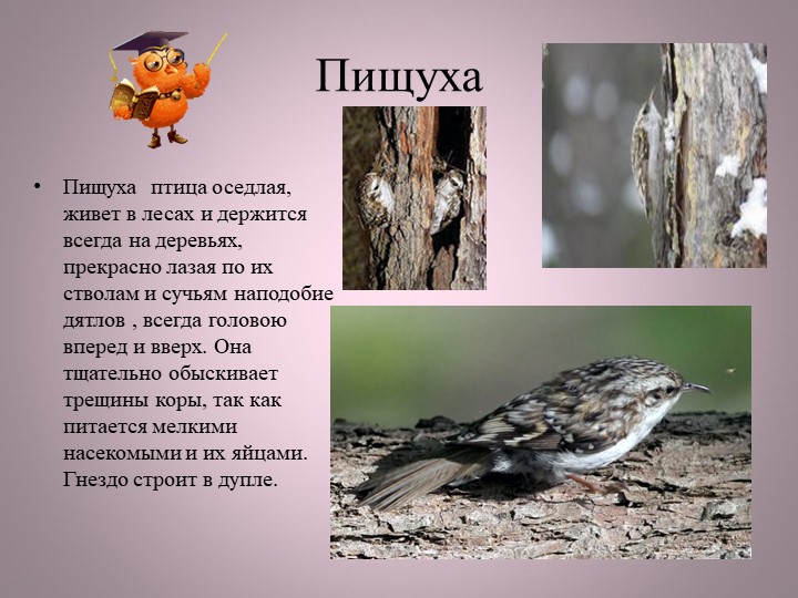 Птицы нашей малой Родины