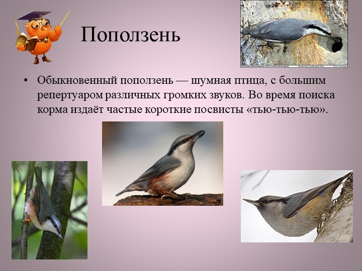 Птицы нашей малой Родины