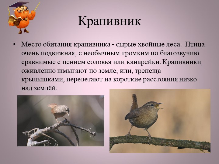 Птицы нашей малой Родины