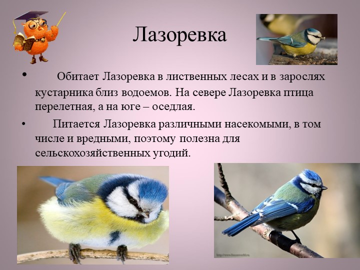 Птицы нашей малой Родины