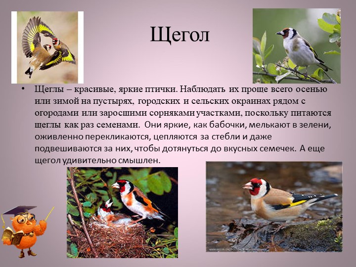 Птицы нашей малой Родины