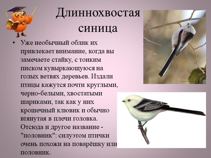 Птицы нашей малой Родины