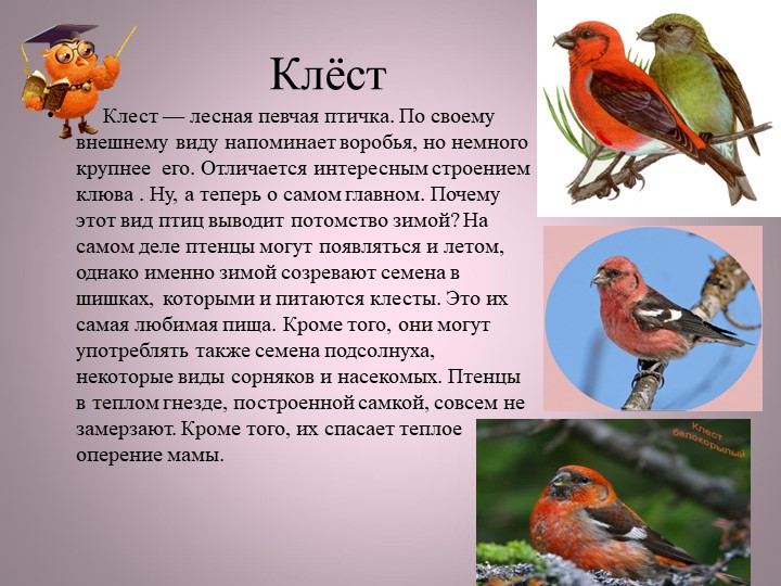 Птицы нашей малой Родины