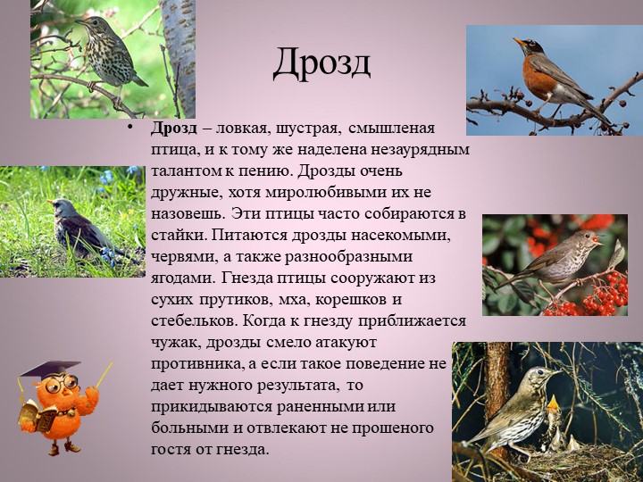 Птицы нашей малой Родины