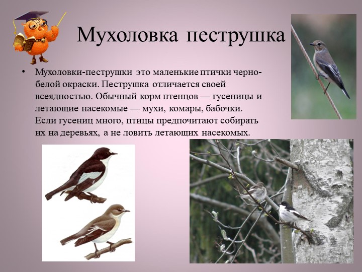 Птицы нашей малой Родины