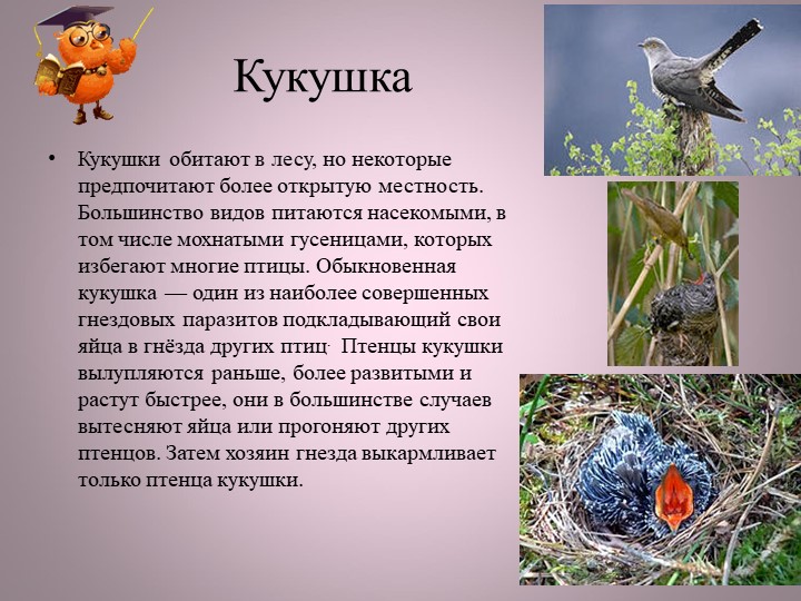 Птицы нашей малой Родины