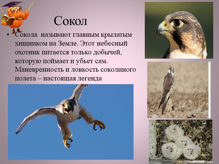 Птицы нашей малой Родины