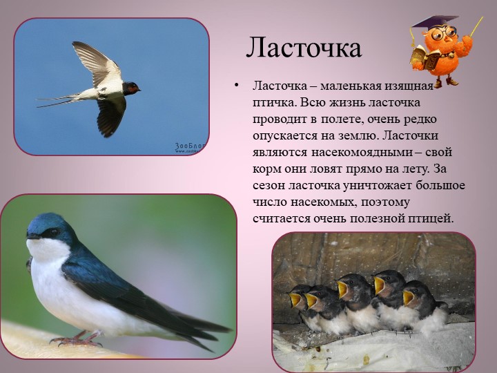Птицы нашей малой Родины