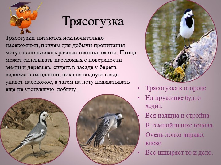 Птицы нашей малой Родины