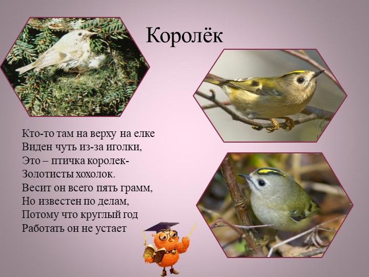Птицы нашей малой Родины