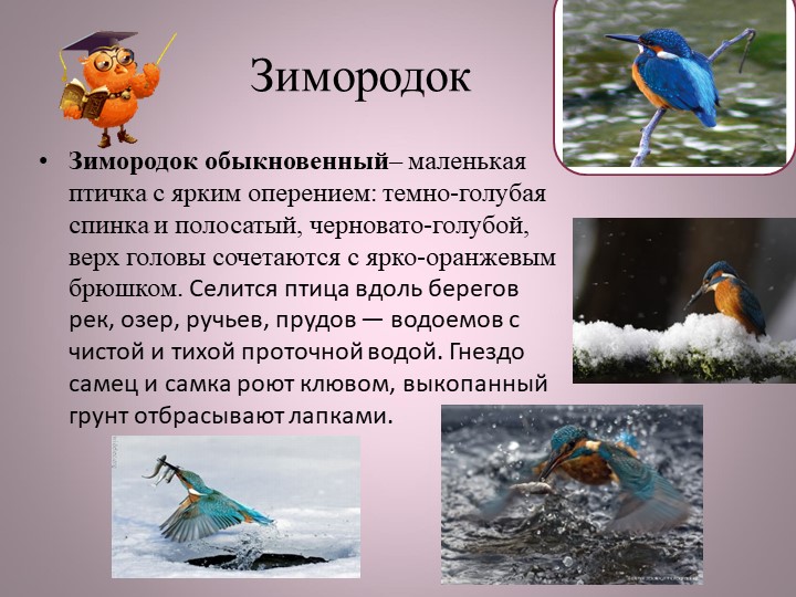 Птицы нашей малой Родины