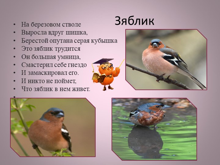 Птицы нашей малой Родины