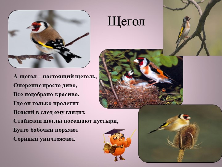 Птицы нашей малой Родины