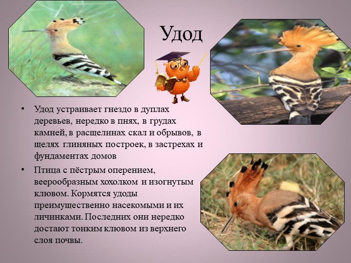 Птицы нашей малой Родины