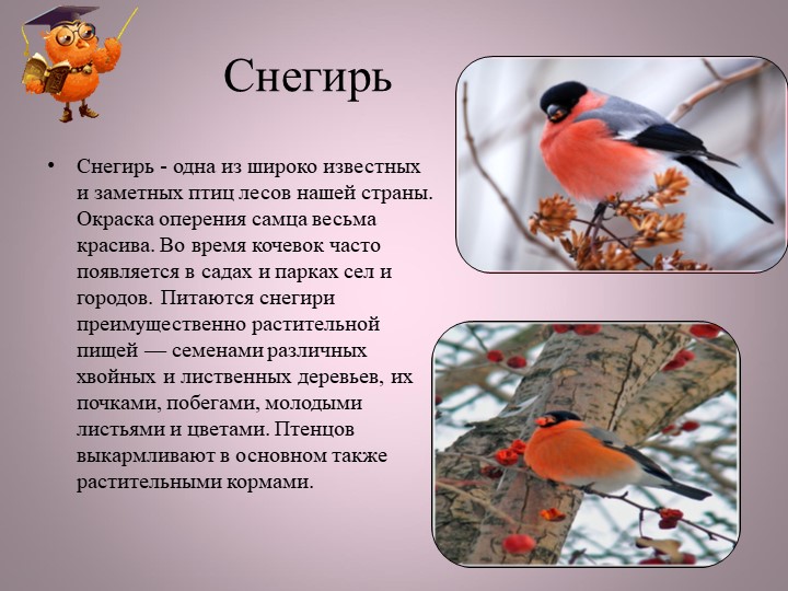 Птицы нашей малой Родины