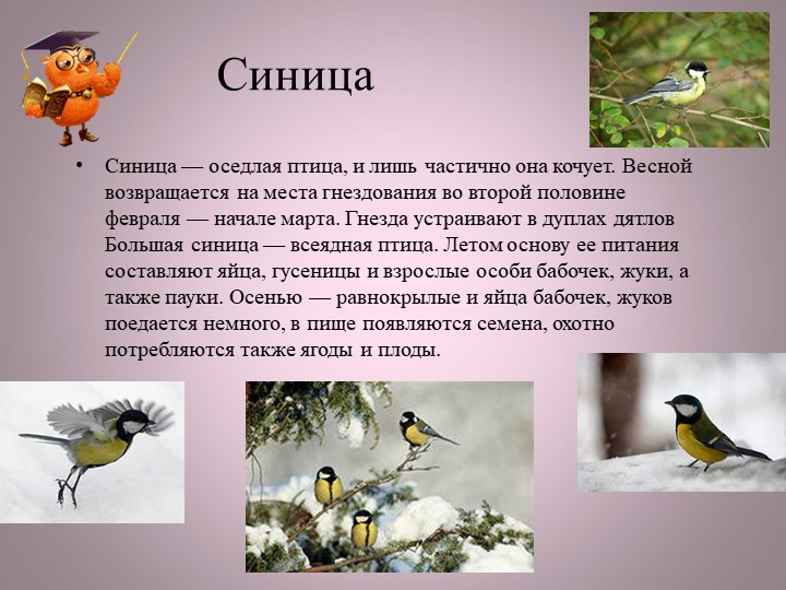 Птицы нашей малой Родины