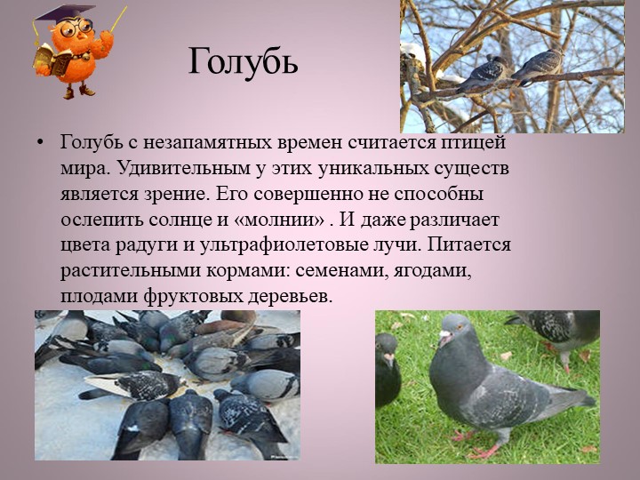 Птицы нашей малой Родины
