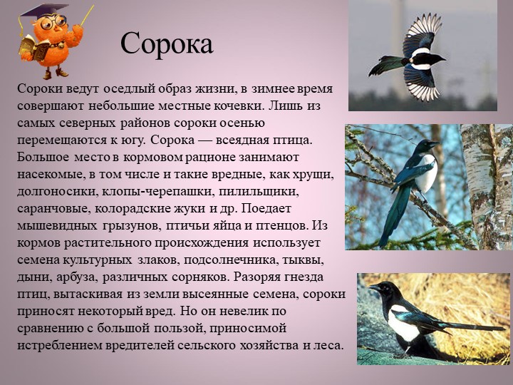 Птицы нашей малой Родины