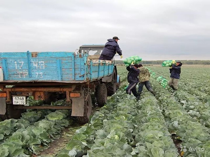 Презентация "Краски осени" для познавательного развития детей младшего возраста